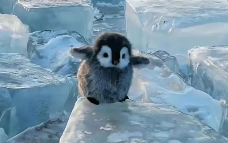 The Majestic Emperors of the Antarctic: Adorable and Resilient