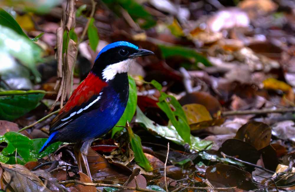 The Stunning Blue-Headed Pitta: A Jewel of the Forest