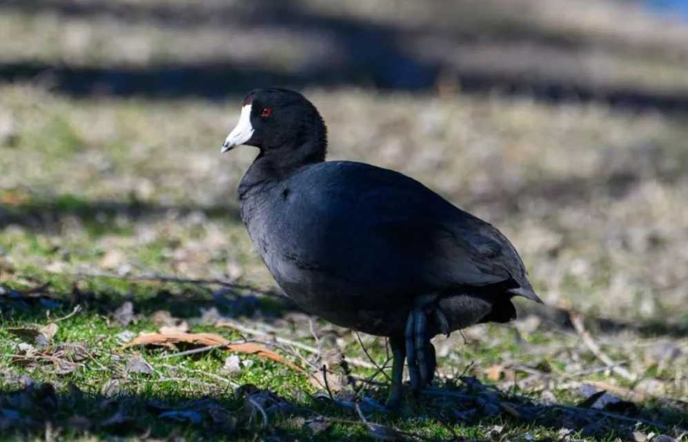 The Distinctive American Coot: A Waterbird of Many Habitats