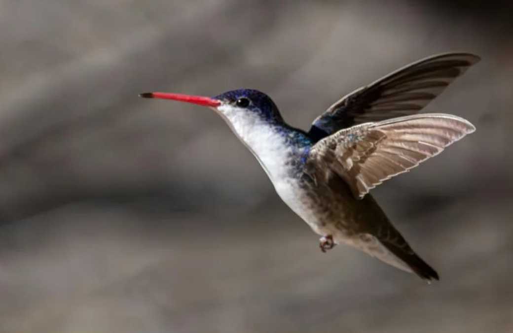 Violet - Crowned Hummingbird: A Mesmerizing Avian Wonder